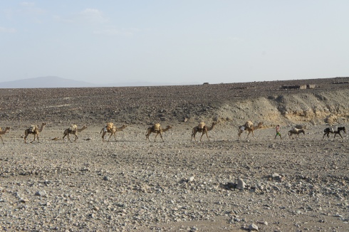 On their way to Tigray. Each camel is carring upwards of 200 lbs of salt.