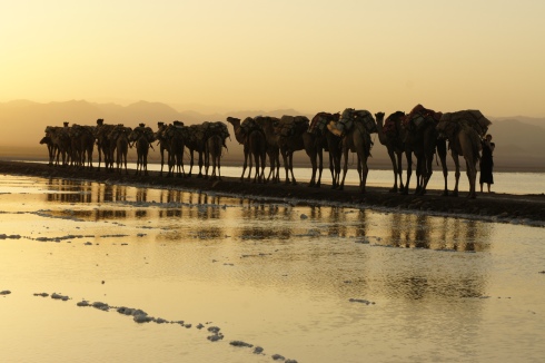 Camel Caravan at sunset